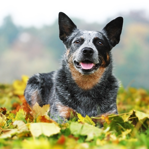 Cattle dog