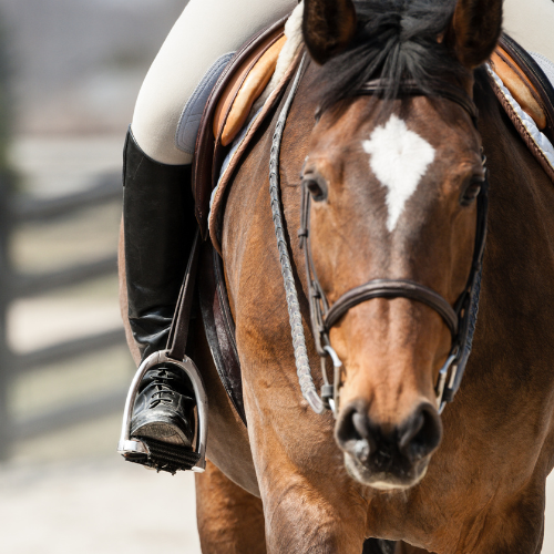 A brown horse with an individual riding it