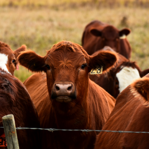 Beef cattle