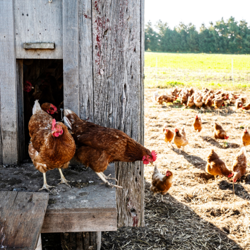 Chickens walking out of their coop